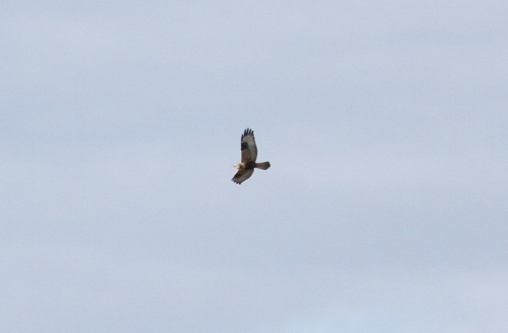 Rough-legged Hawk bnhgg3.JPG