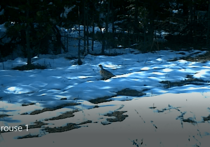 Spruce Grouse blog.PNG