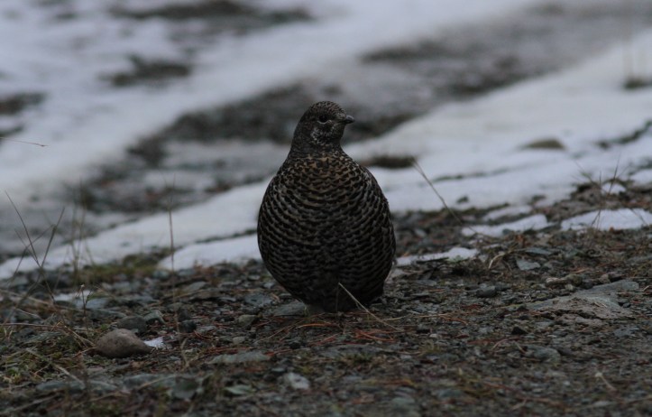 Spruce Grouse ghhgj3.JPG