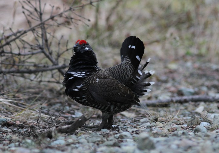 Spruce Grouse jhkjk3.JPG