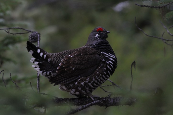 Spruce Grouse kjkjkj3.JPG