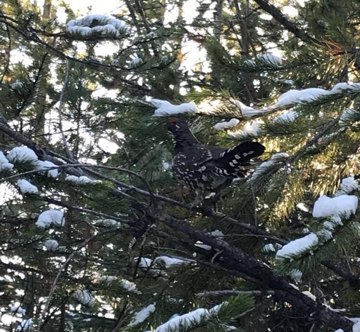 Spruce grouse