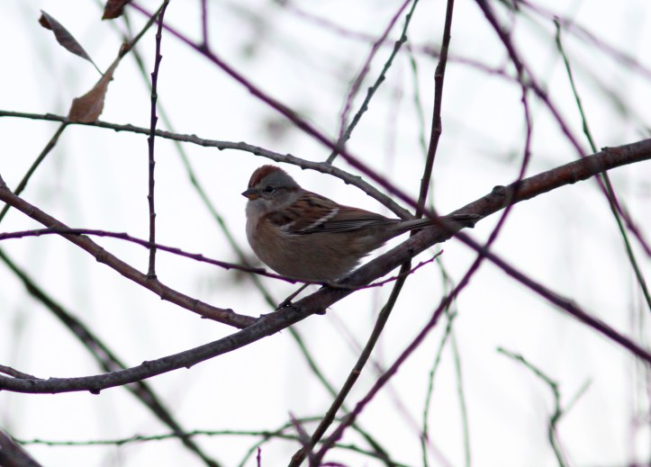 American tree Sparrow jhhhk3.JPG