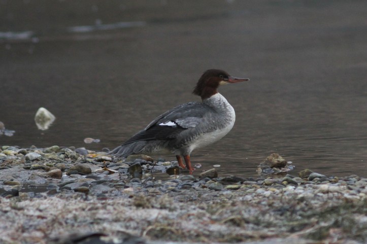 Common Merganser hghg3.JPG