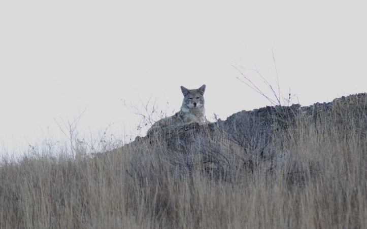 Coyote hggh3.JPG