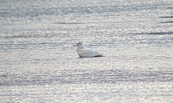 Glaucous Gull uy67h.JPG