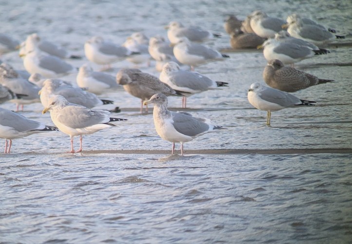 Glaucous-winged Gull yvh2.JPG