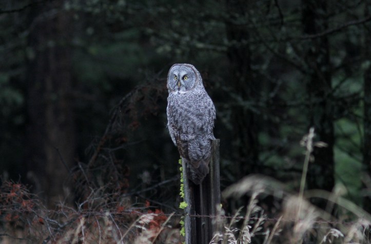Great Gray Owl 88