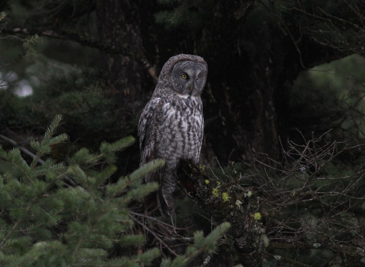 Great Gray Owl 94