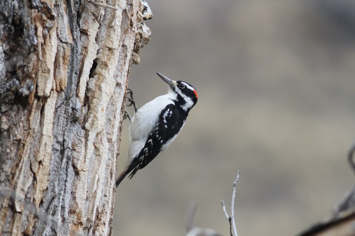 Hairy Woodpecker 45.JPG
