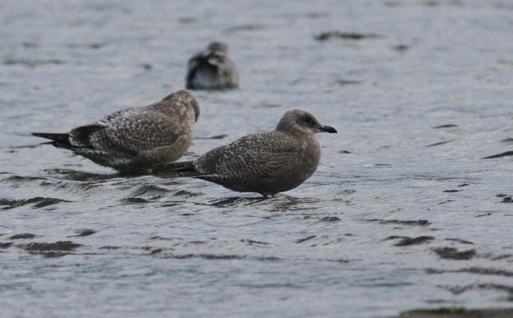 Herring Gull 106.JPG