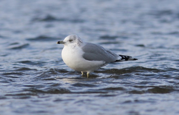 Ring-billed Gull nmhh3.JPG