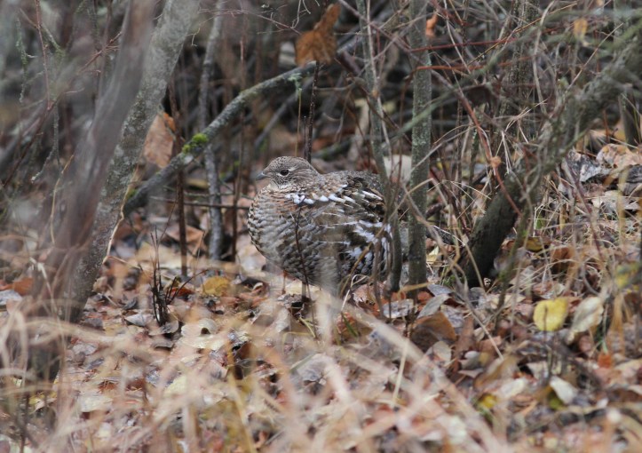 Ruffed Grouse 8nk4.JPG