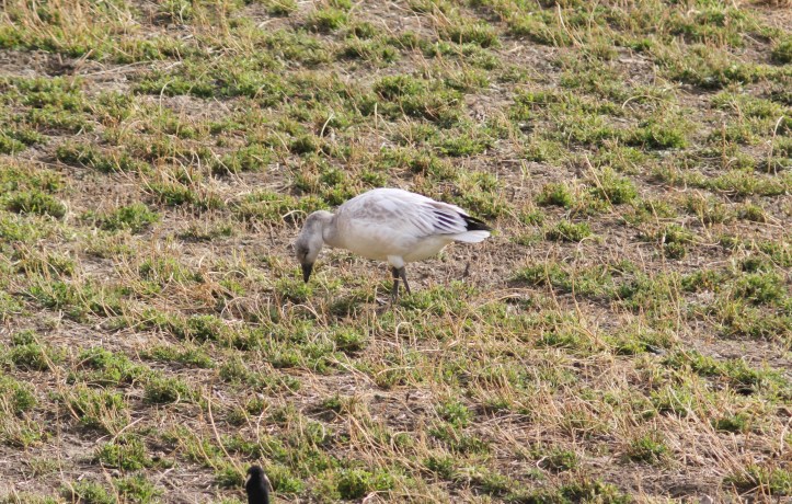 Snowgoose hghj3.JPG