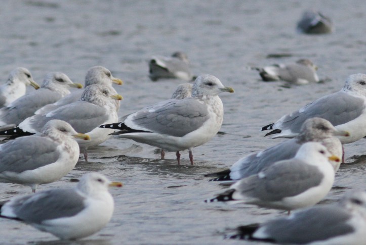 Thayer's Gull 3.JPG