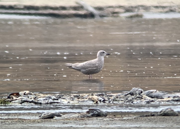 Thayer's gull hhg3.jpeg