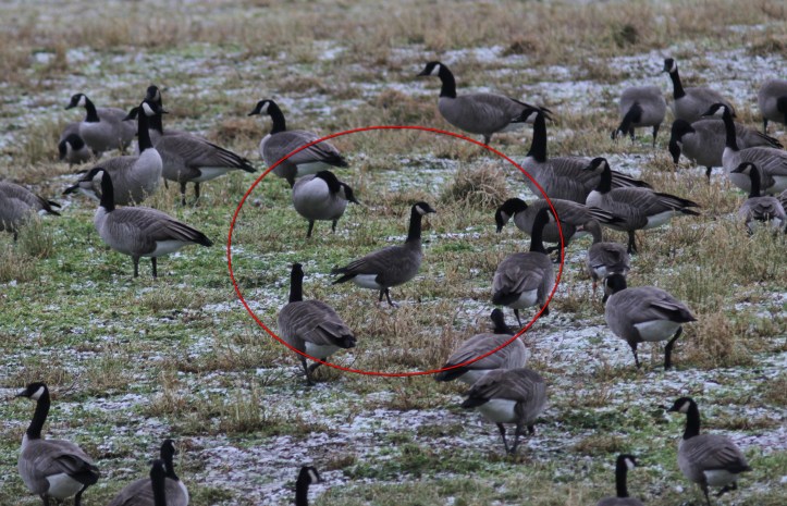 Cackling Goose khhjgj3.JPG