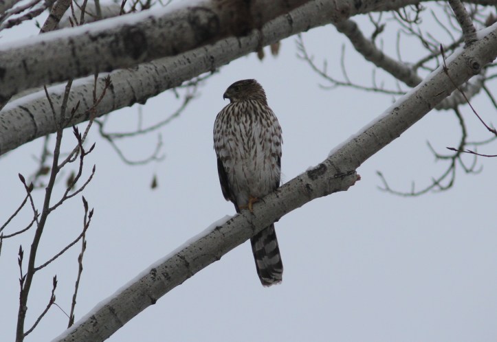 Cooper's Hawk jkh3
