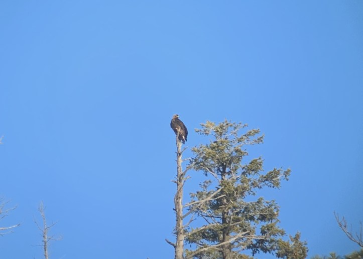 Golden Eagle 1.jpeg