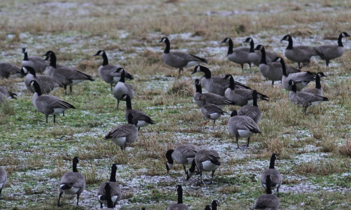 Greater White-fronted Goose kh3.JPG