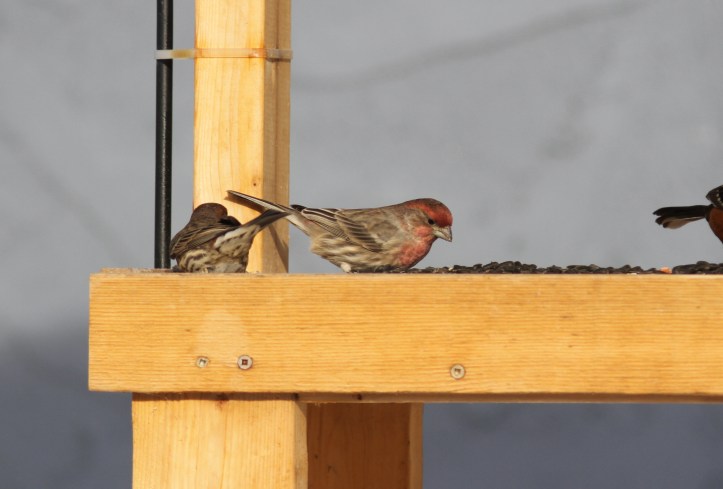House Finch ghkg3.JPG
