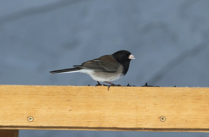 Junco hghj44.JPG
