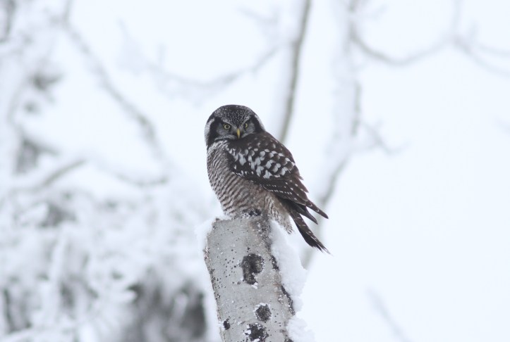 Northern Hawk Owl 1 (17).JPG