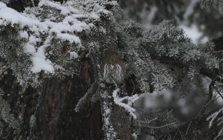 Northern Pygmy Owl ghghjmm333.JPG