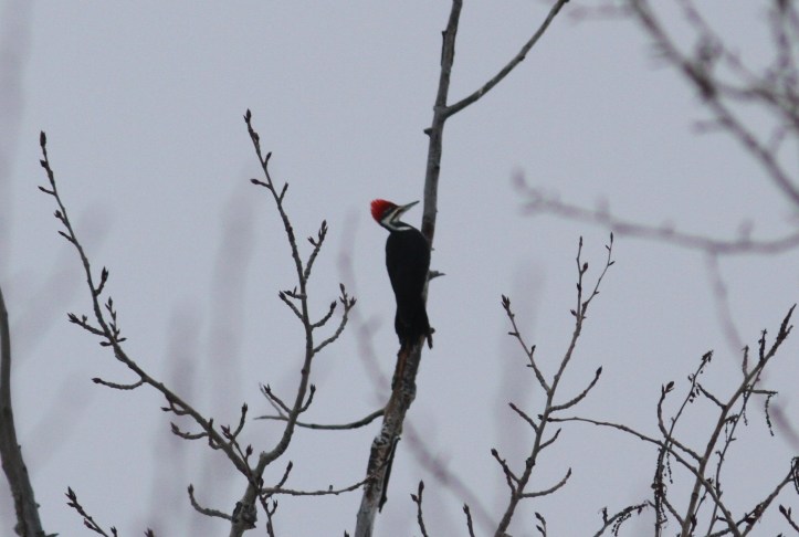 Pileated Woodpecker hgh3ss