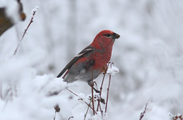 Pine Grosbeak 12 (20).JPG