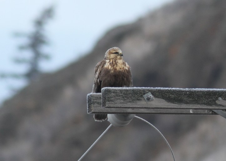Rough-legged Hawk ljkk3