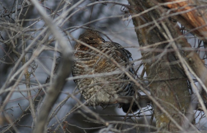 Ruffed grouse jhhhl3.JPG