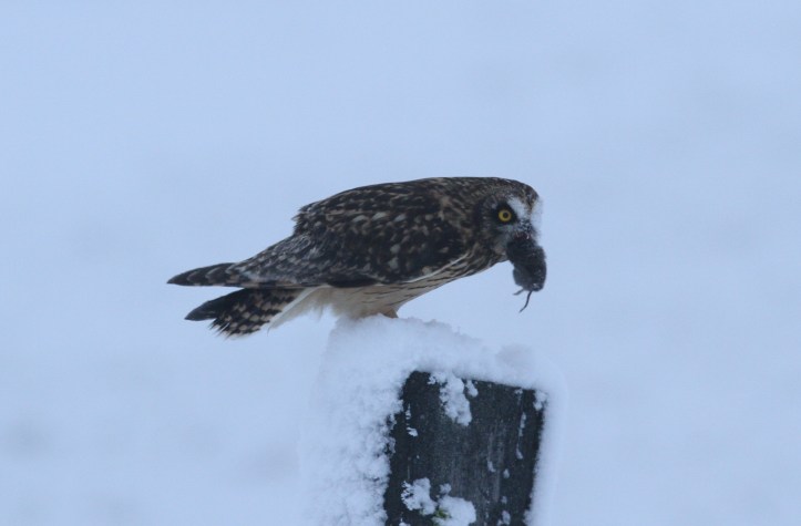 Short-eared Owl 29m (6).JPG