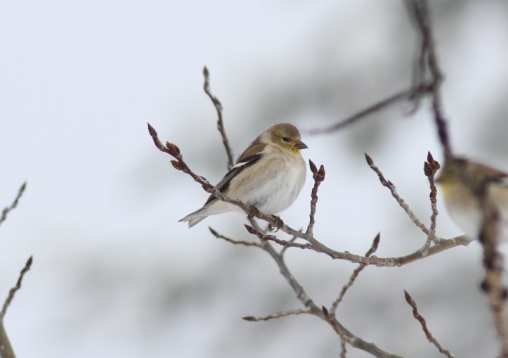 American Goldfinch 13
