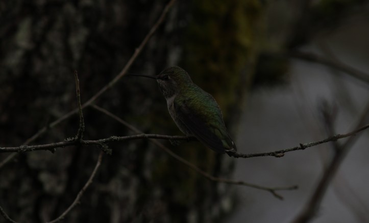 Anna's Hummingbird hgkgk2.JPG