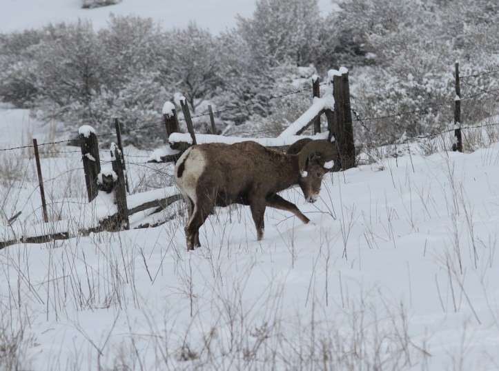 Bighorn Sheep hh99b2.JPG