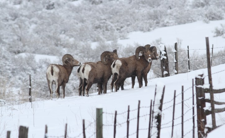 Bighorn Sheep jhggfg2.JPG