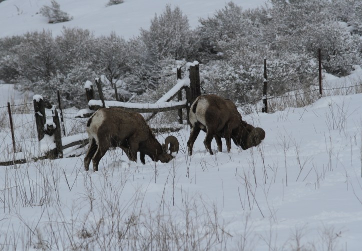 Bighorn Sheep ljhbn2.JPG