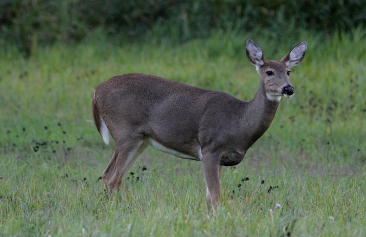 Black-tailed Deer hhk3.JPG