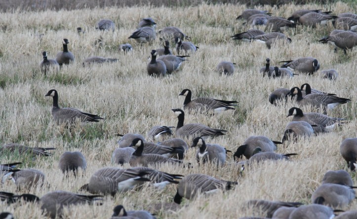 Cackling Geese 12.JPG