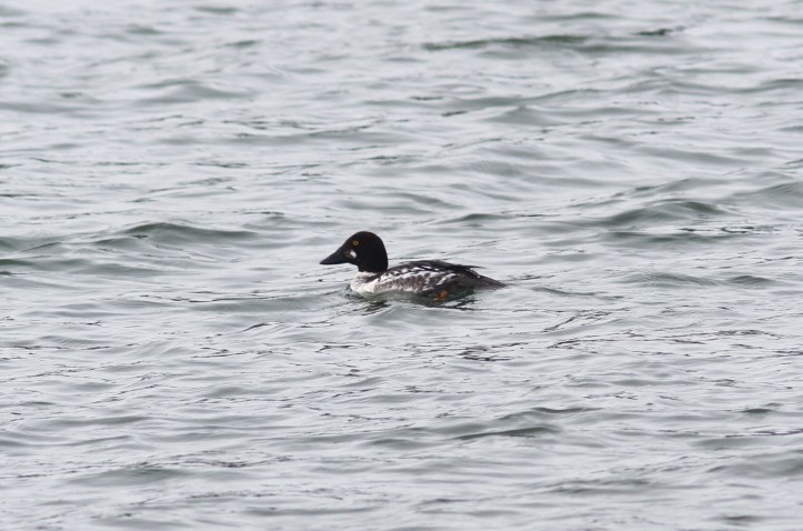 Common Goldeneye khjggj3.JPG