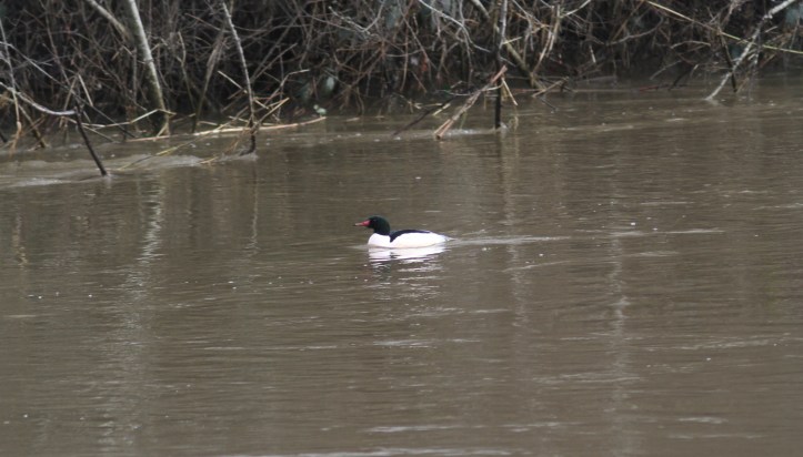 Common Merganser khkh3.JPG