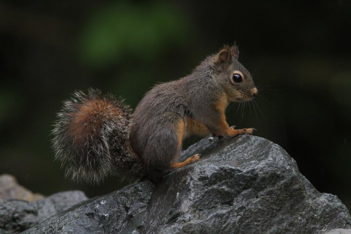 Douglas Squirrel gh2a