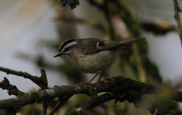 Golden-crowned Kinglet hgh2.JPG