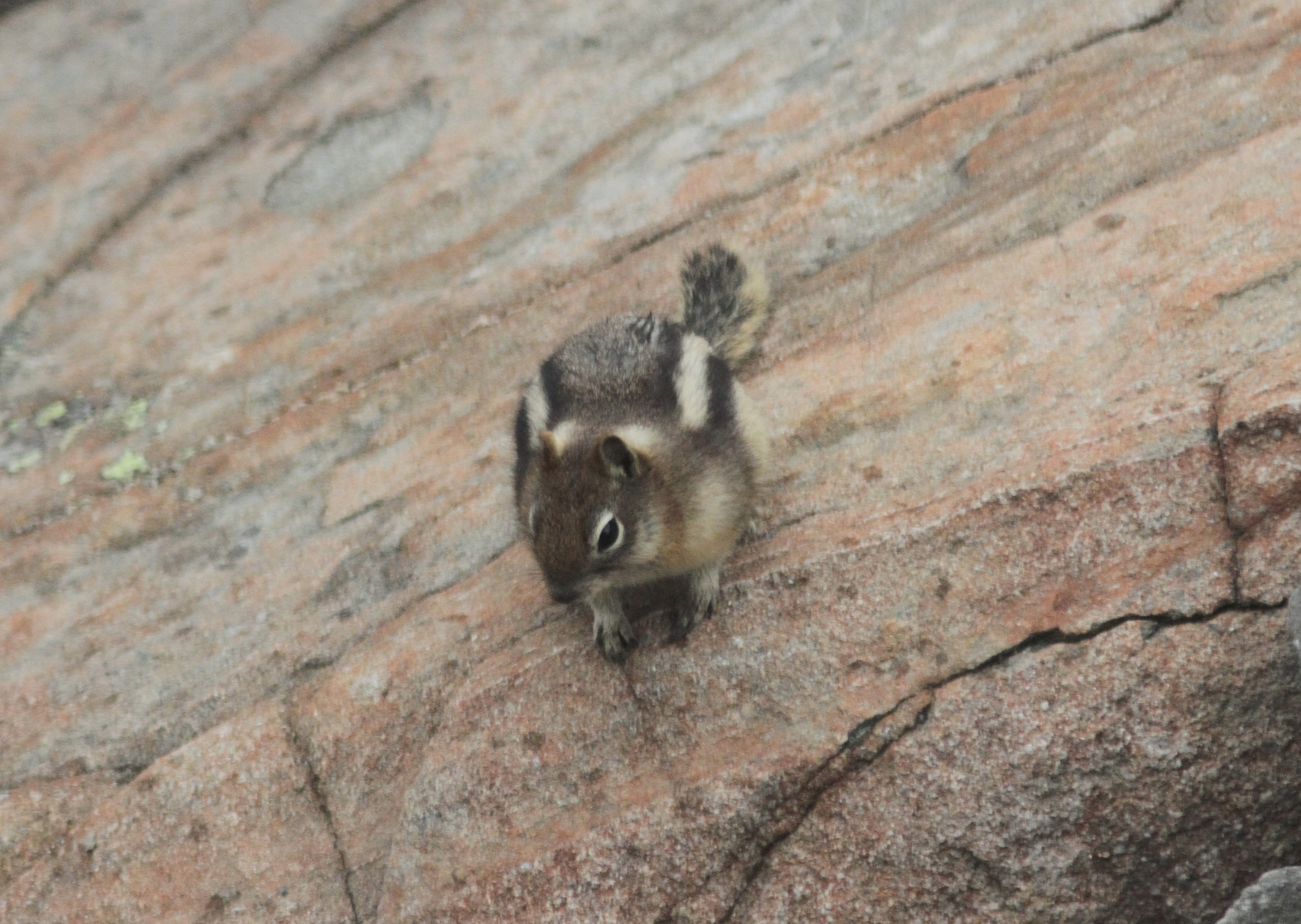 Golden-mantled Ground Squirrel jkjl3.JPG