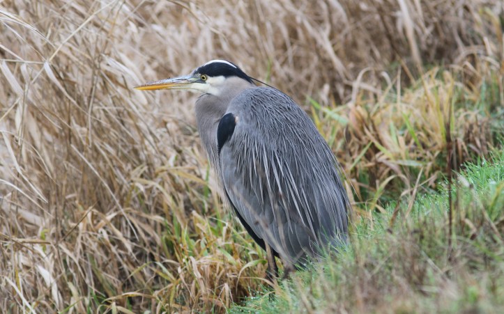 Great Blue Heron hghk3.JPG