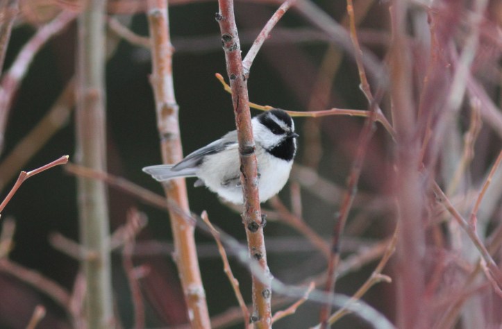 Mountain Chickadee kgkh3