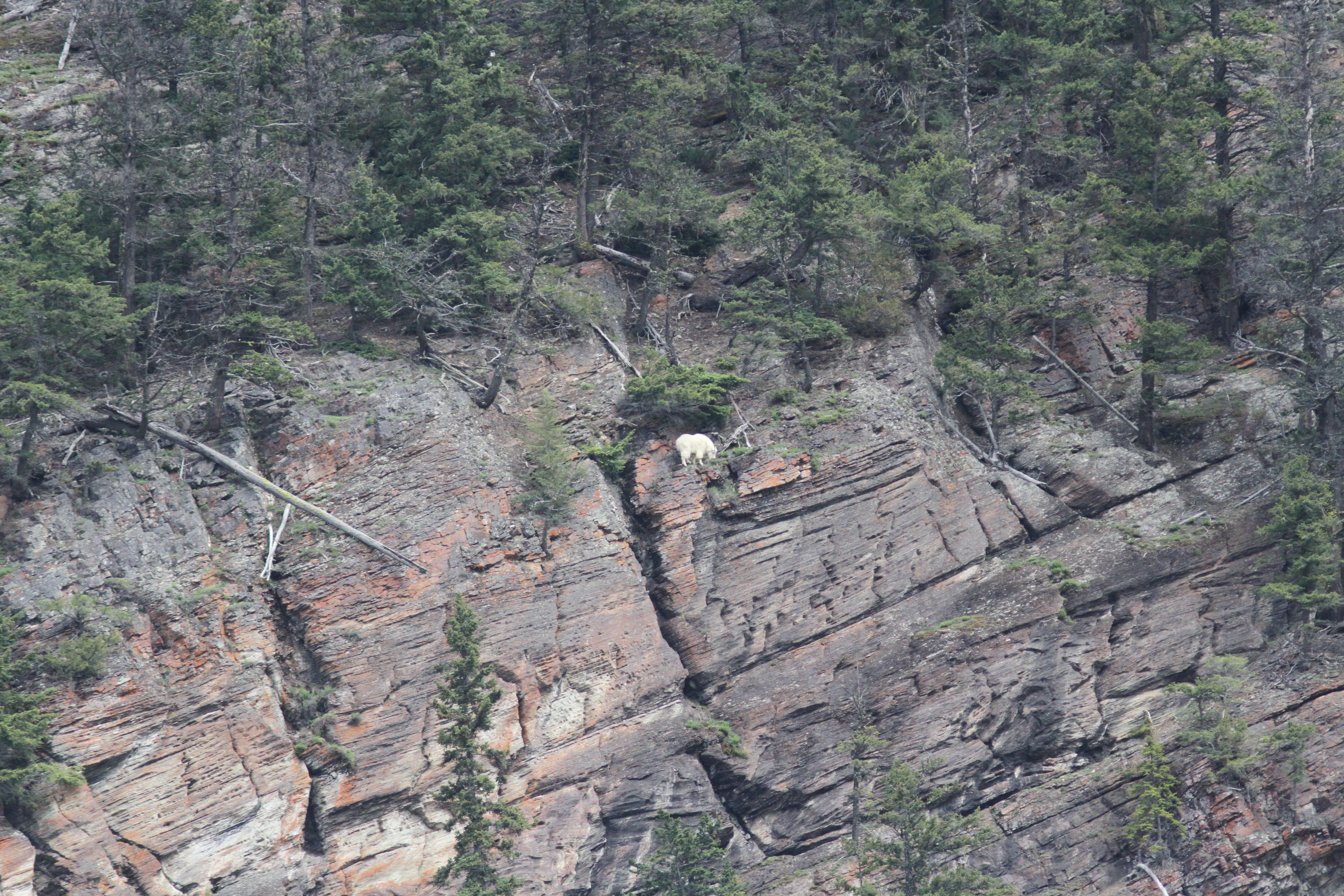 Mountain Goat khghjg (1).JPG