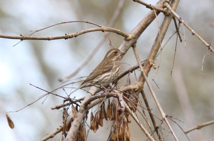 Purple Finch hghk2.JPG