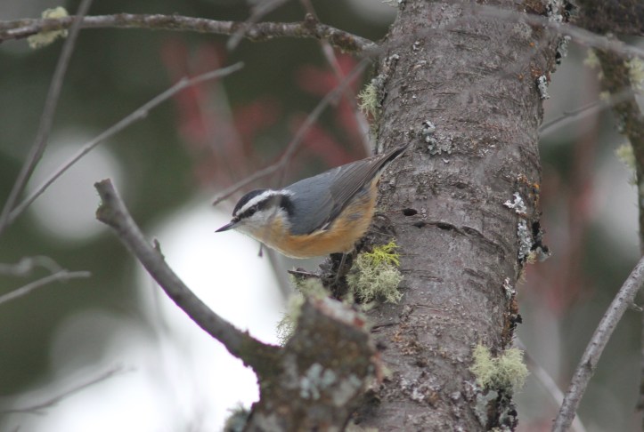 Red-breasted Nuthatch 902 (2)